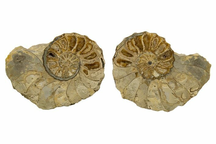 Cut/Polished Calycoceras Ammonite Fossil (Pair) - Texas #319223